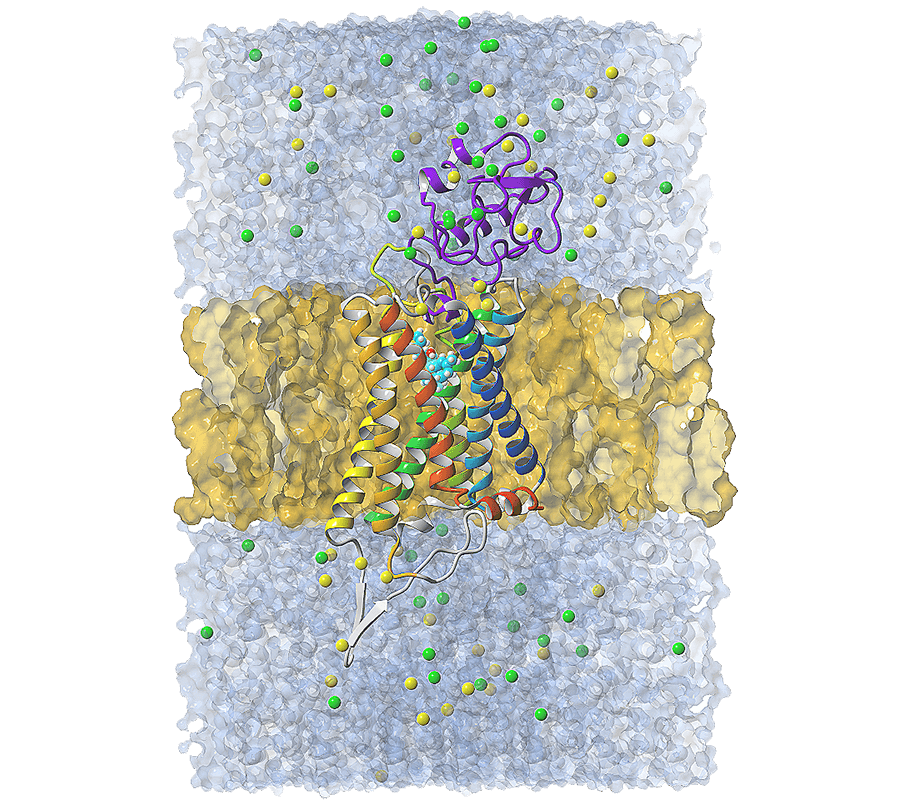 G protein-coupled receptor (GPCR) with a membrane, water, and ions, in a periodic box.